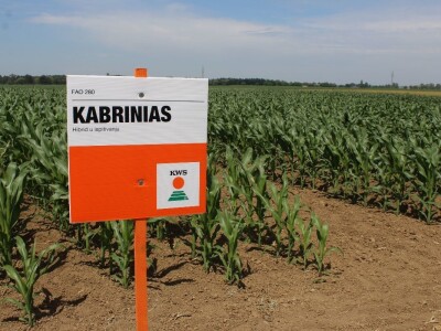 Centralni KWS dan polja