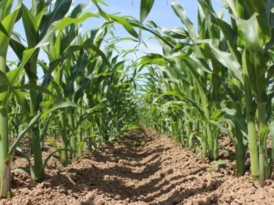 Centralni KWS dan polja