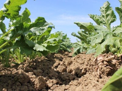 Centralni KWS dan polja