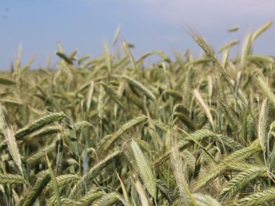 Centralni KWS dan polja