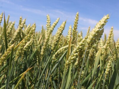 Centralni KWS dan polja