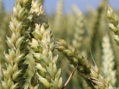 Centralni KWS dan polja