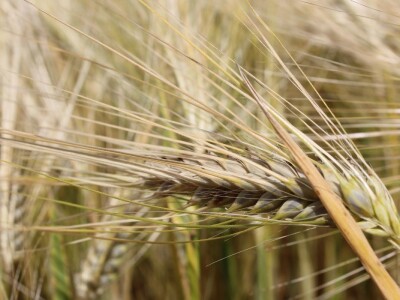 Centralni KWS dan polja