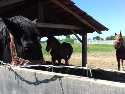 Cepetići imaju i konje, pa za plantažu koriste isključivo stajski gnoj