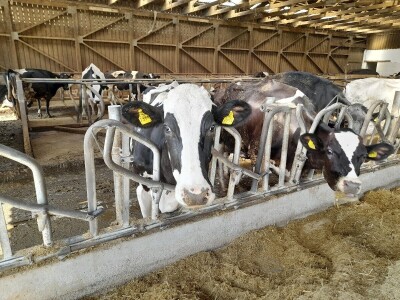 Čerba Donji Miholjac