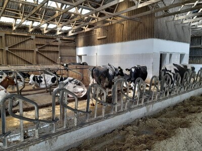 Čerba Donji Miholjac