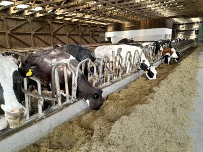 Čerba Donji Miholjac