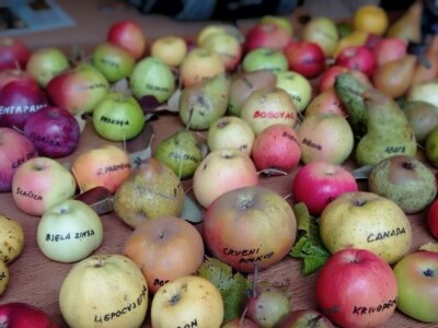 Cernik 2021: Izložba starih sorti voća i povrća