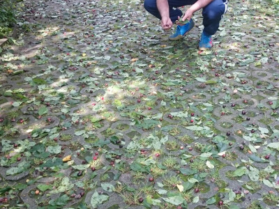 Tuča u novogradiškom kraju