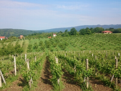 Tuča u novogradiškom kraju