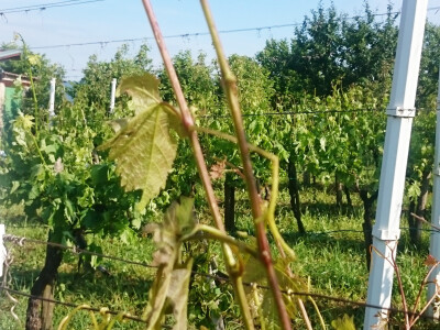 Tuča u novogradiškom kraju