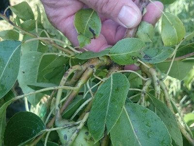 Tuča u novogradiškom kraju