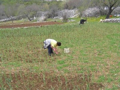 Ekoproizvodnja češnjaka u Dalmatinskoj zagori (okopavanje)