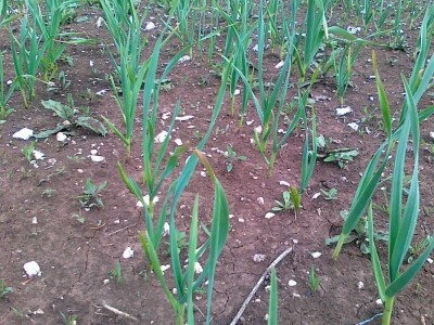 Uzgoj koza u Parku prirode Blidinje Uzgoj koza u Parku prirode Blidinje