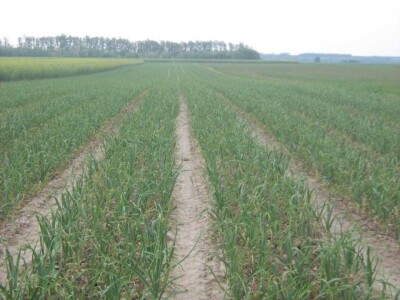 Povećava se domaća proizvodnja češnjaka