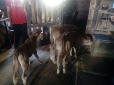 Četvorke i trojke obradovale vlasnike Četvorke i trojke obradovale vlasnike