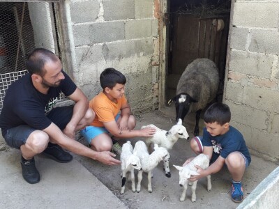 Četvorke i trojke obradovale vlasnike Četvorke i trojke obradovale vlasnike