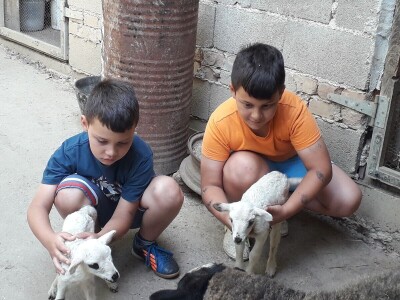 Četvorke i trojke obradovale vlasnike Četvorke i trojke obradovale vlasnike