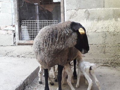 Četvorke i trojke obradovale vlasnike Četvorke i trojke obradovale vlasnike