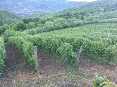 Četvrta generacija porodice Ilić uspešno proizvodi voće na obroncima Kopaonika