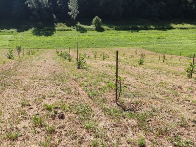 Ekološki nasadi oraha