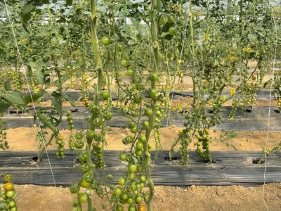 Cherry paradajz - uzgoj
