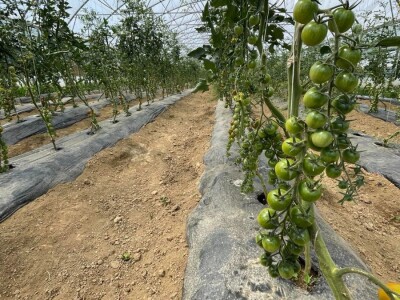 Cherry paradajz - uzgoj