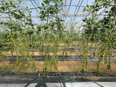 Cherry paradajz - uzgoj