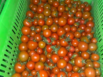 Cherry paradajz - uzgoj