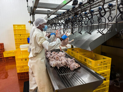 KenChic - Prerada piletine u Keniji