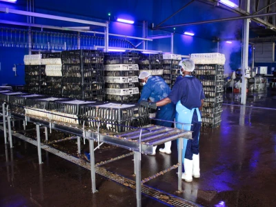 KenChic - Prerada piletine u Keniji