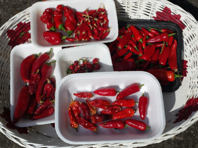 chili papričice chili papričice