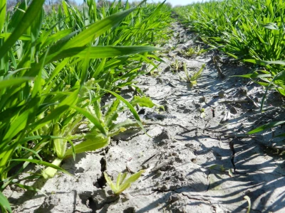 Chromos Agro - zaštita strnih žitarica od korova