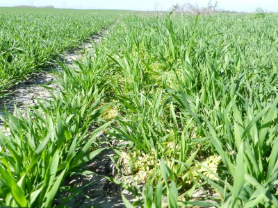 Chromos Agro - zaštita strnih žitarica od korova