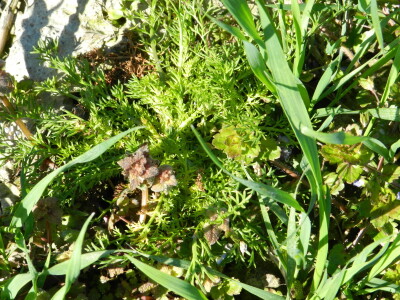 Chromos Agro - zaštita strnih žitarica od korova Chromos Agro - zaštita strnih žitarica od korova