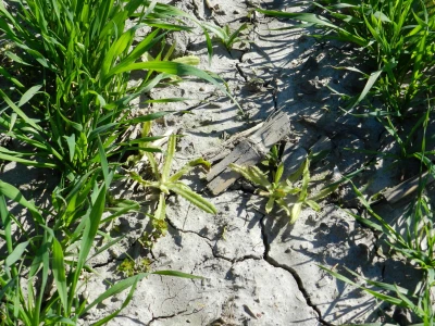 Chromos Agro - zaštita strnih žitarica od korova