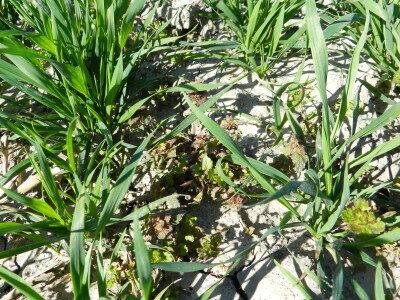 Chromos Agro - zaštita strnih žitarica od korova Chromos Agro - zaštita strnih žitarica od korova