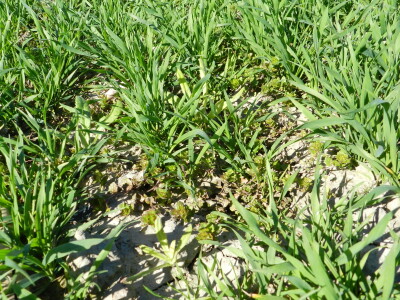 Chromos Agro - zaštita strnih žitarica od korova Chromos Agro - zaštita strnih žitarica od korova