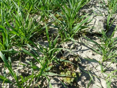 Chromos Agro - zaštita strnih žitarica od korova