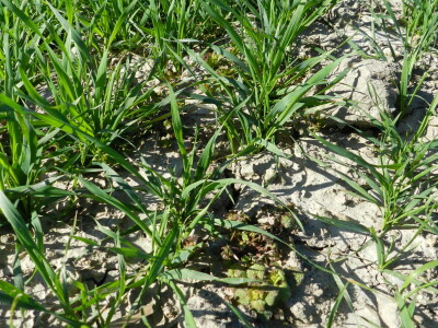 Chromos Agro - zaštita strnih žitarica od korova Chromos Agro - zaštita strnih žitarica od korova