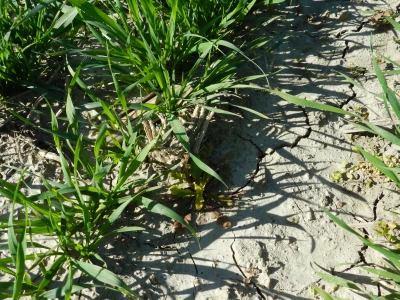 Chromos Agro - zaštita strnih žitarica od korova