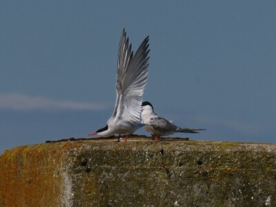 Promatranje ptica Promatranje ptica