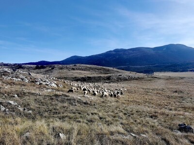 ČIJE OVCE TOGA I LIVADA!
