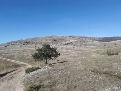 ČIJE OVCE TOGA I LIVADA!