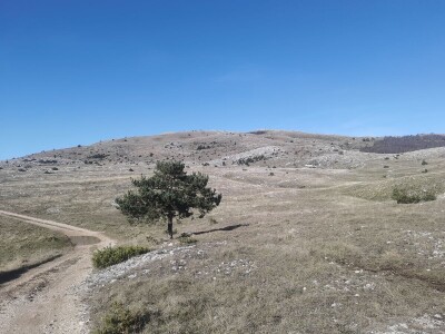 ČIJE OVCE TOGA I LIVADA!