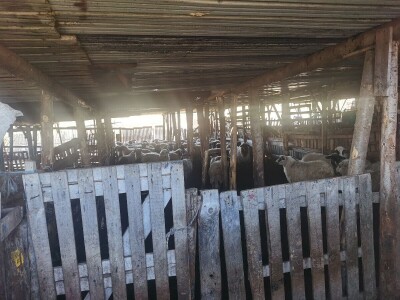 ČIJE OVCE TOGA I LIVADA!