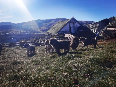 ČIJE OVCE TOGA I LIVADA!