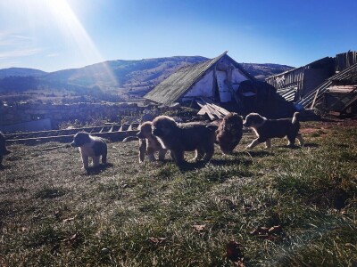 ČIJE OVCE TOGA I LIVADA!