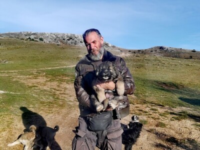 ČIJE OVCE TOGA I LIVADA!