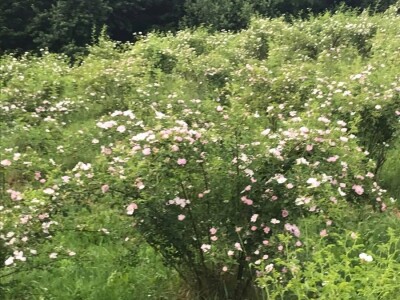 Cijela porodica zaljubljena u šipak, promijenio im je život na pozitivno
